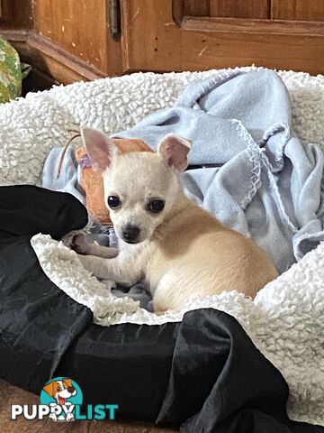 Chihuahua female pup