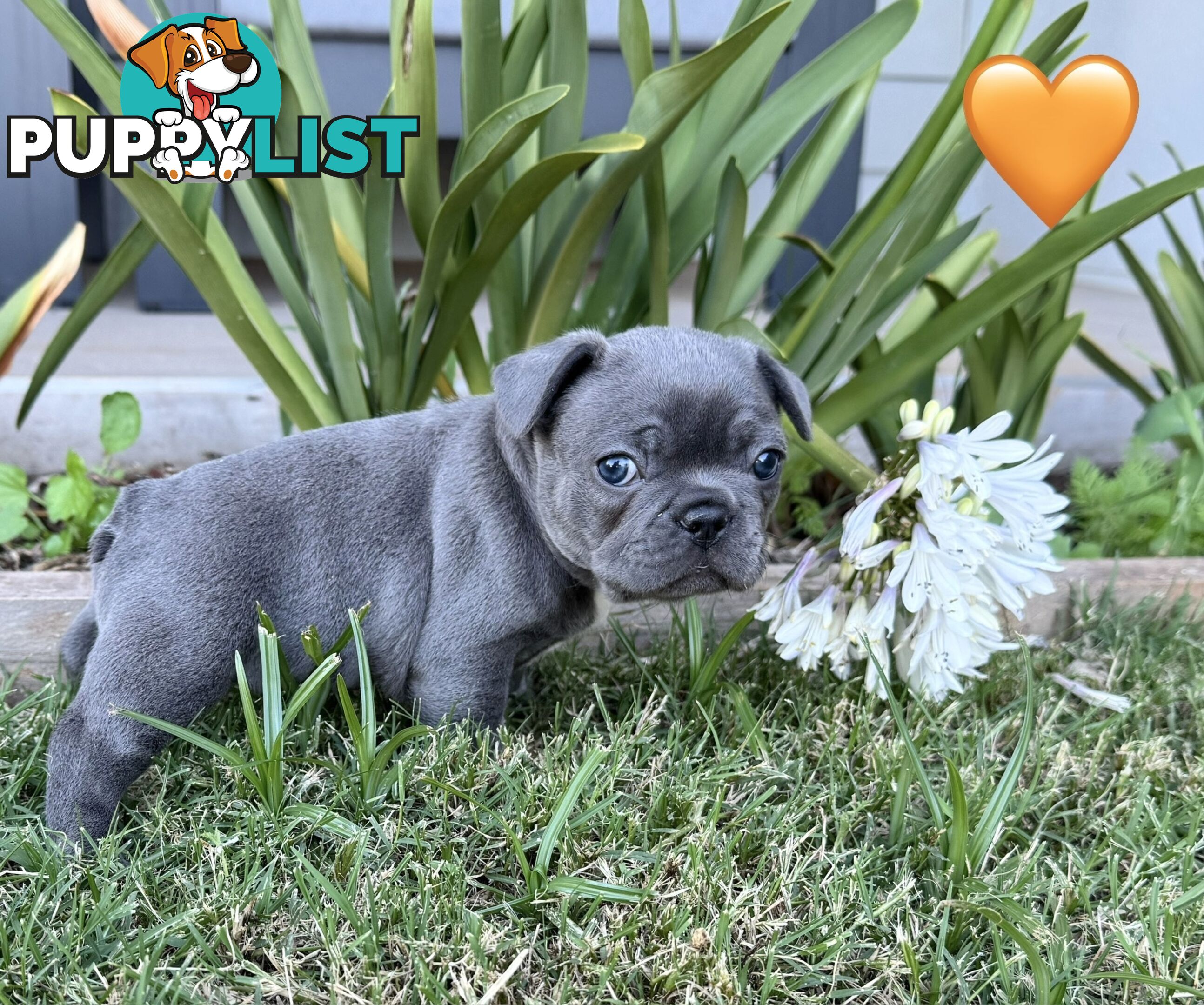 Pure bred French Bulldog puppies