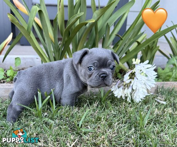 Pure bred French Bulldog puppies