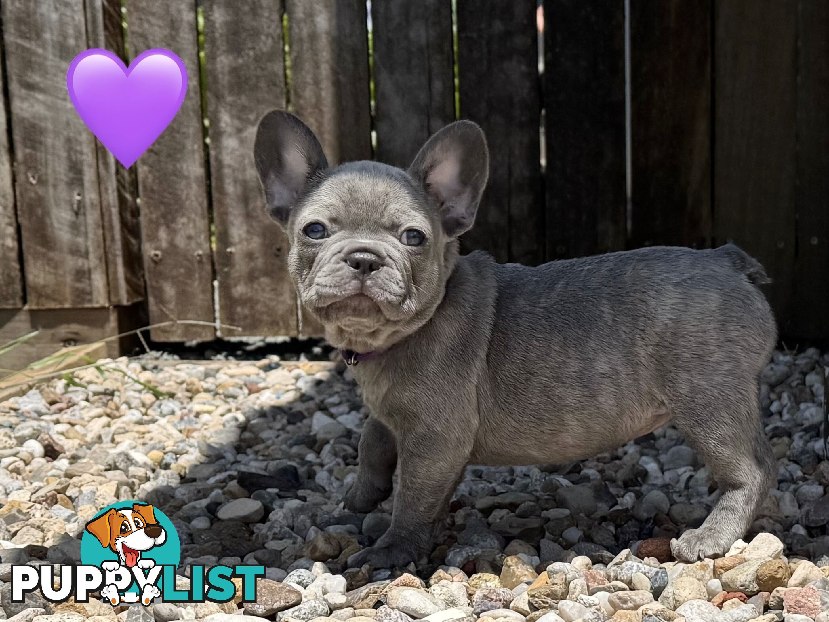 Pure bred French Bulldog puppies