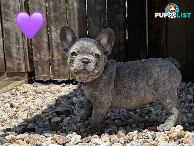 Pure bred French Bulldog puppies