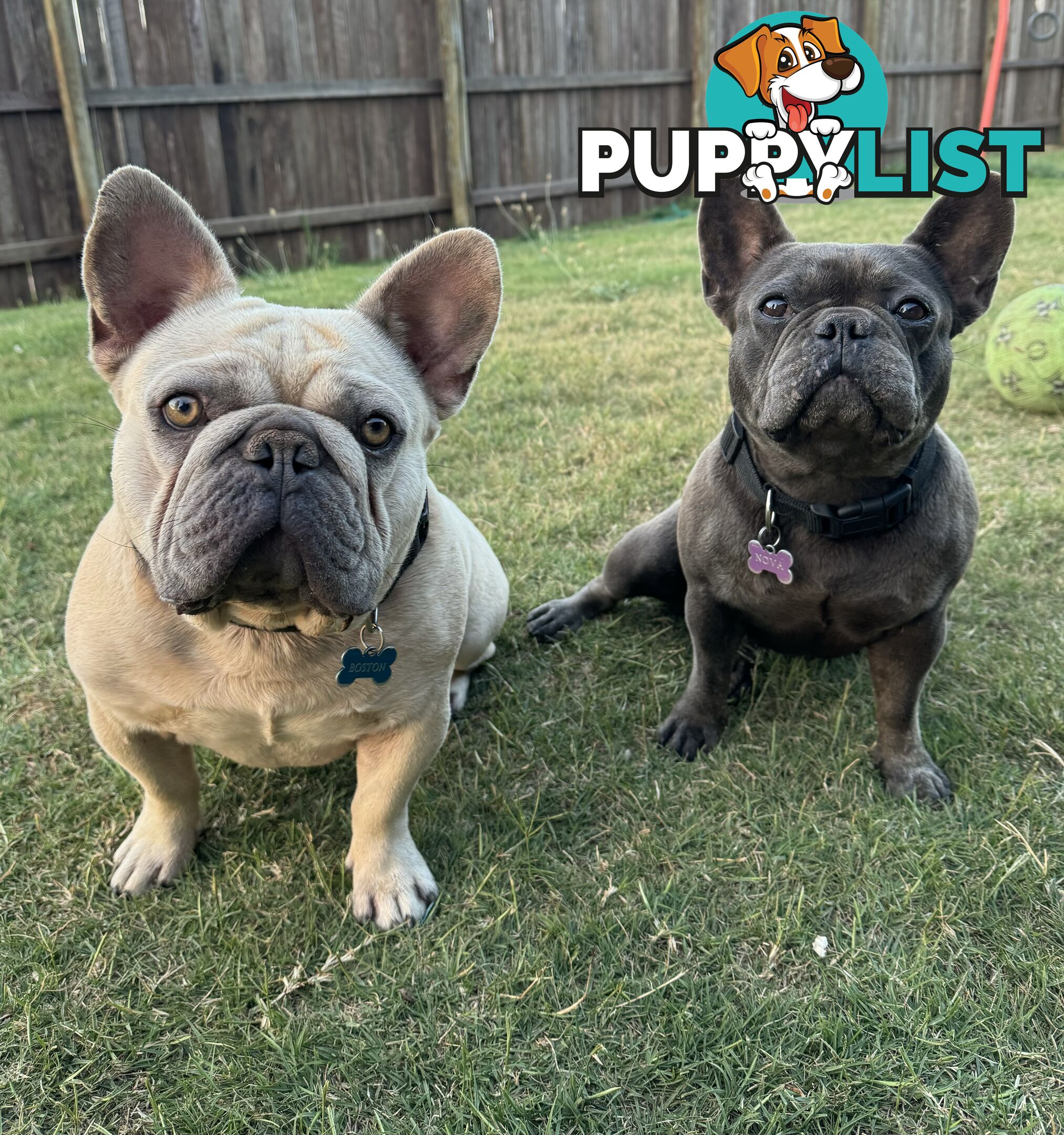 Pure bred French Bulldog puppies