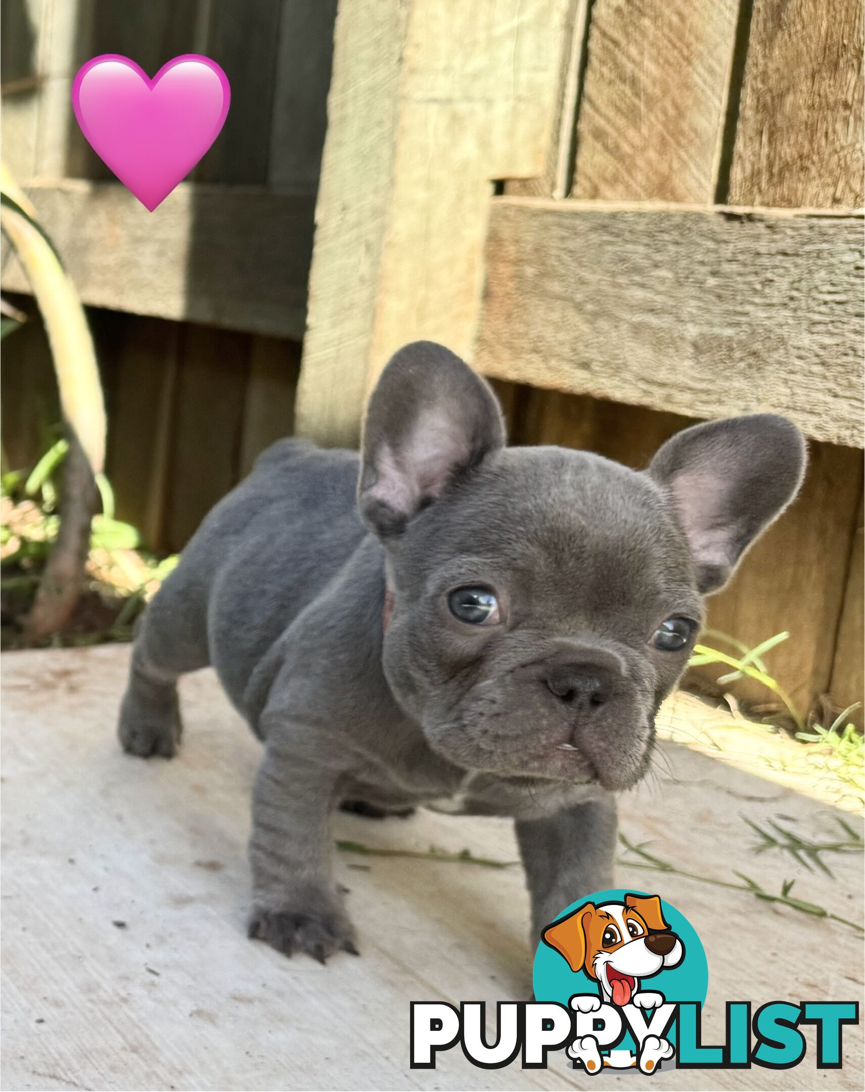 Pure bred French Bulldog puppies