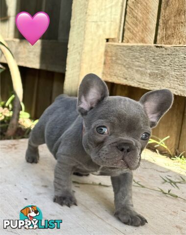 Pure bred French Bulldog puppies