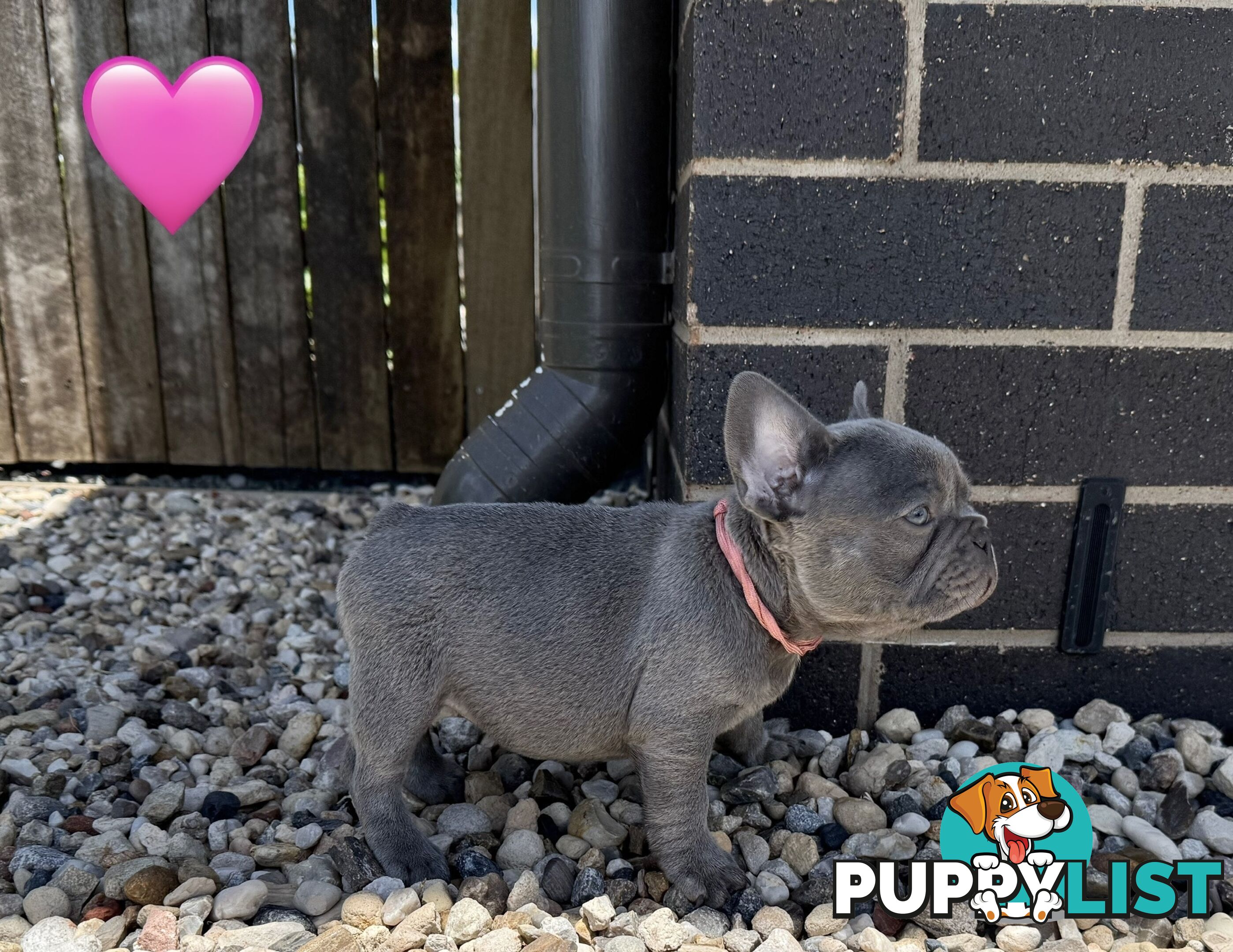 Pure bred French Bulldog puppies