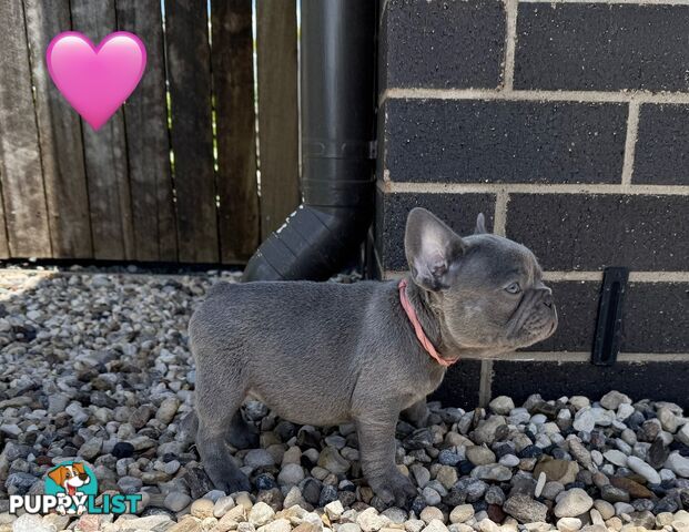 Pure bred French Bulldog puppies