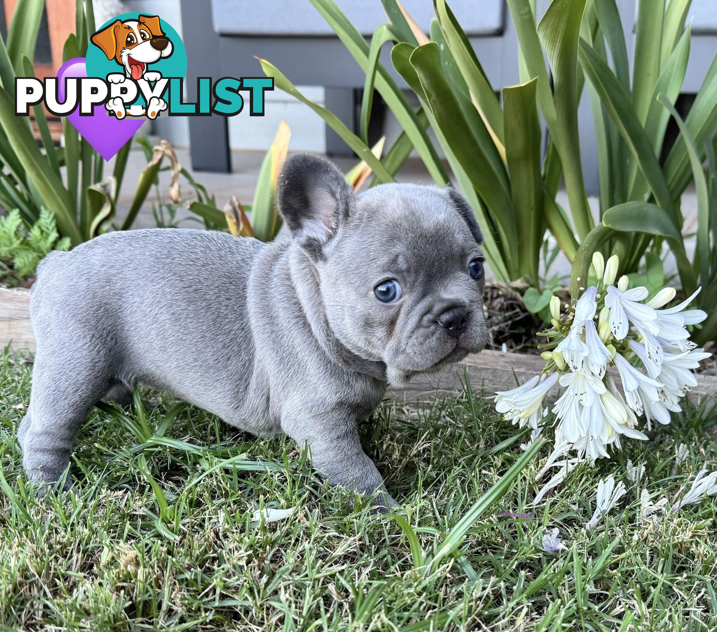 Pure bred French Bulldog puppies