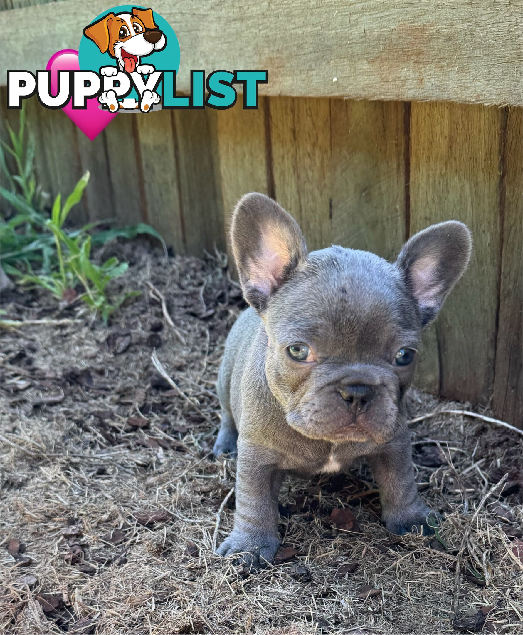 Pure bred French Bulldog puppies