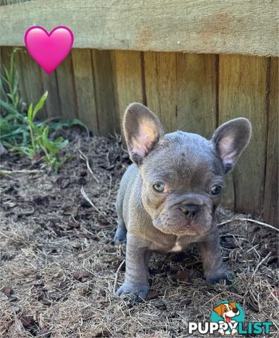 Pure bred French Bulldog puppies