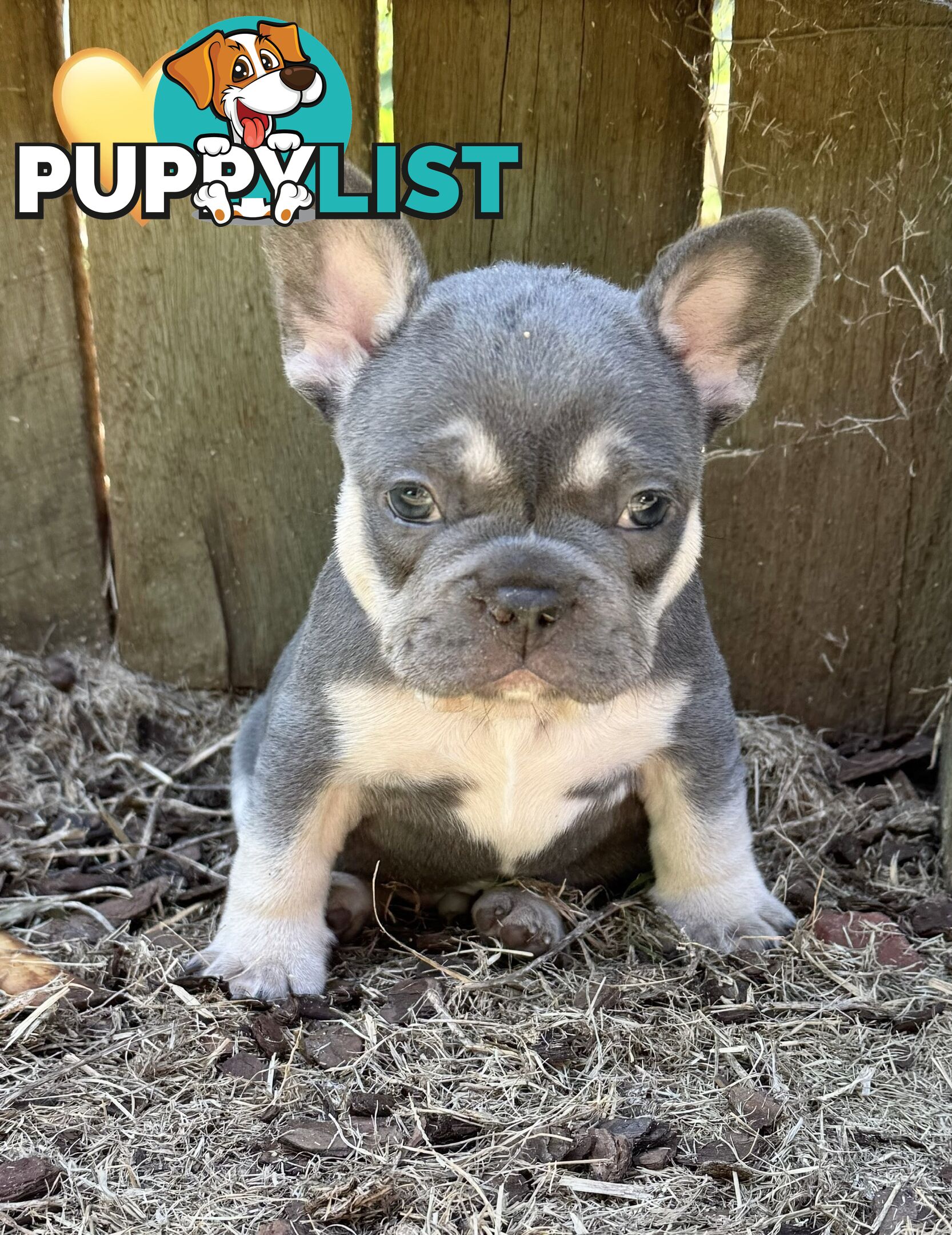 Pure bred French Bulldog puppies