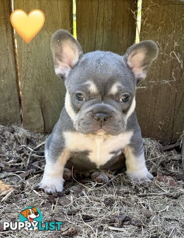 Pure bred French Bulldog puppies