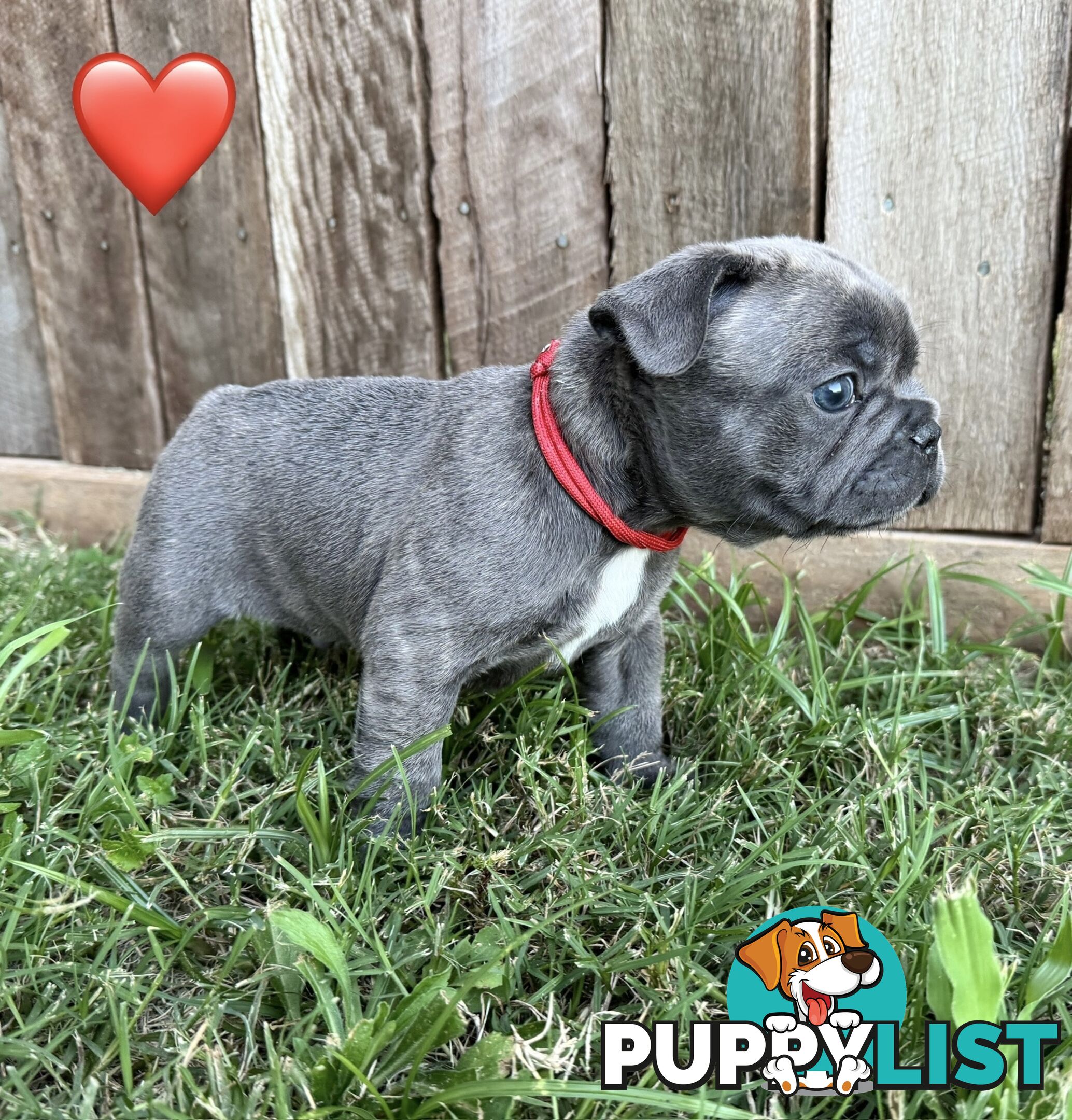 Pure bred French Bulldog puppies