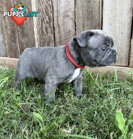 Pure bred French Bulldog puppies