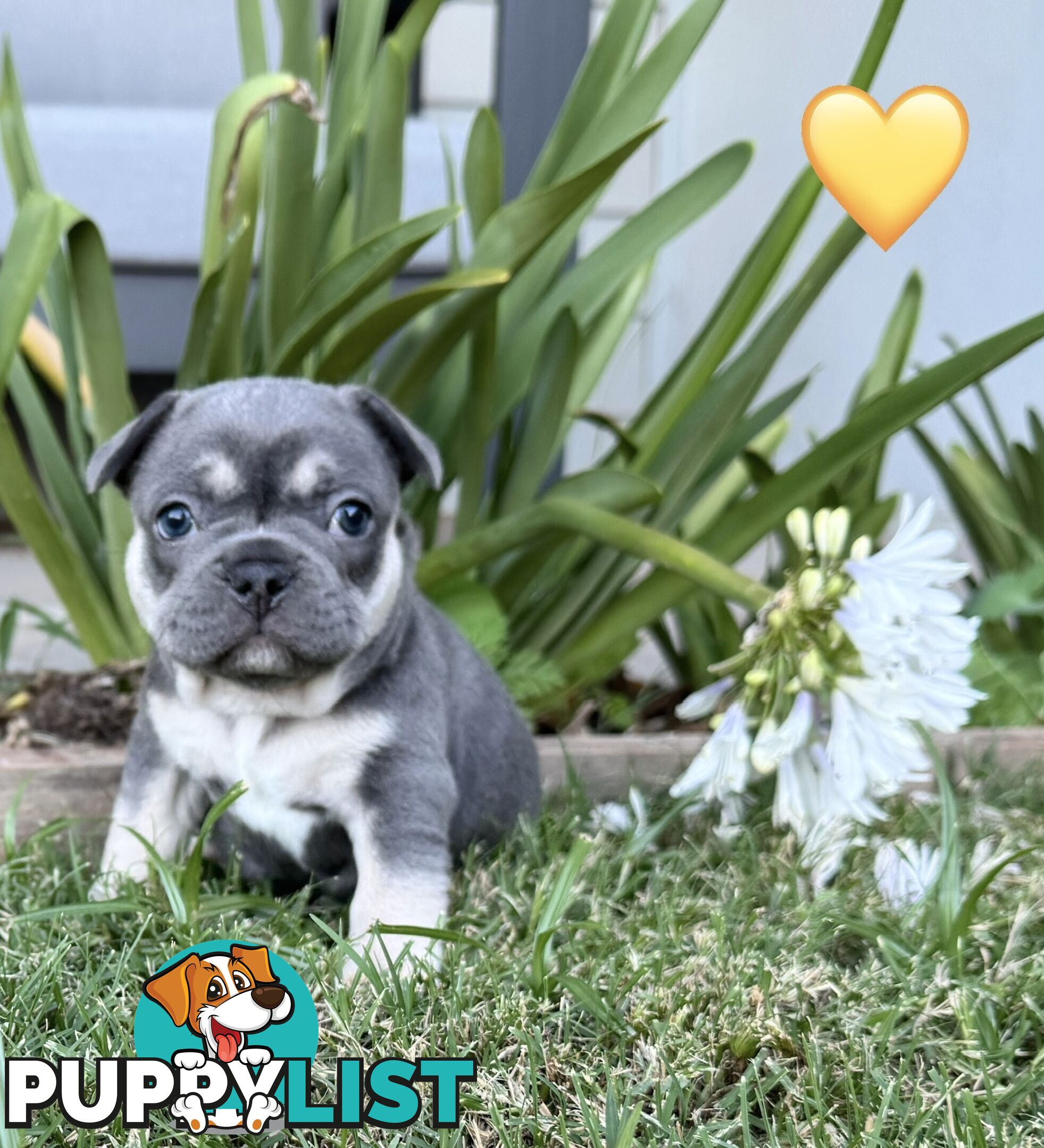 Pure bred French Bulldog puppies