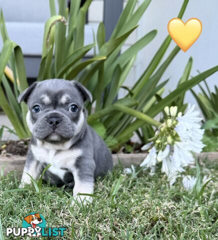 Pure bred French Bulldog puppies