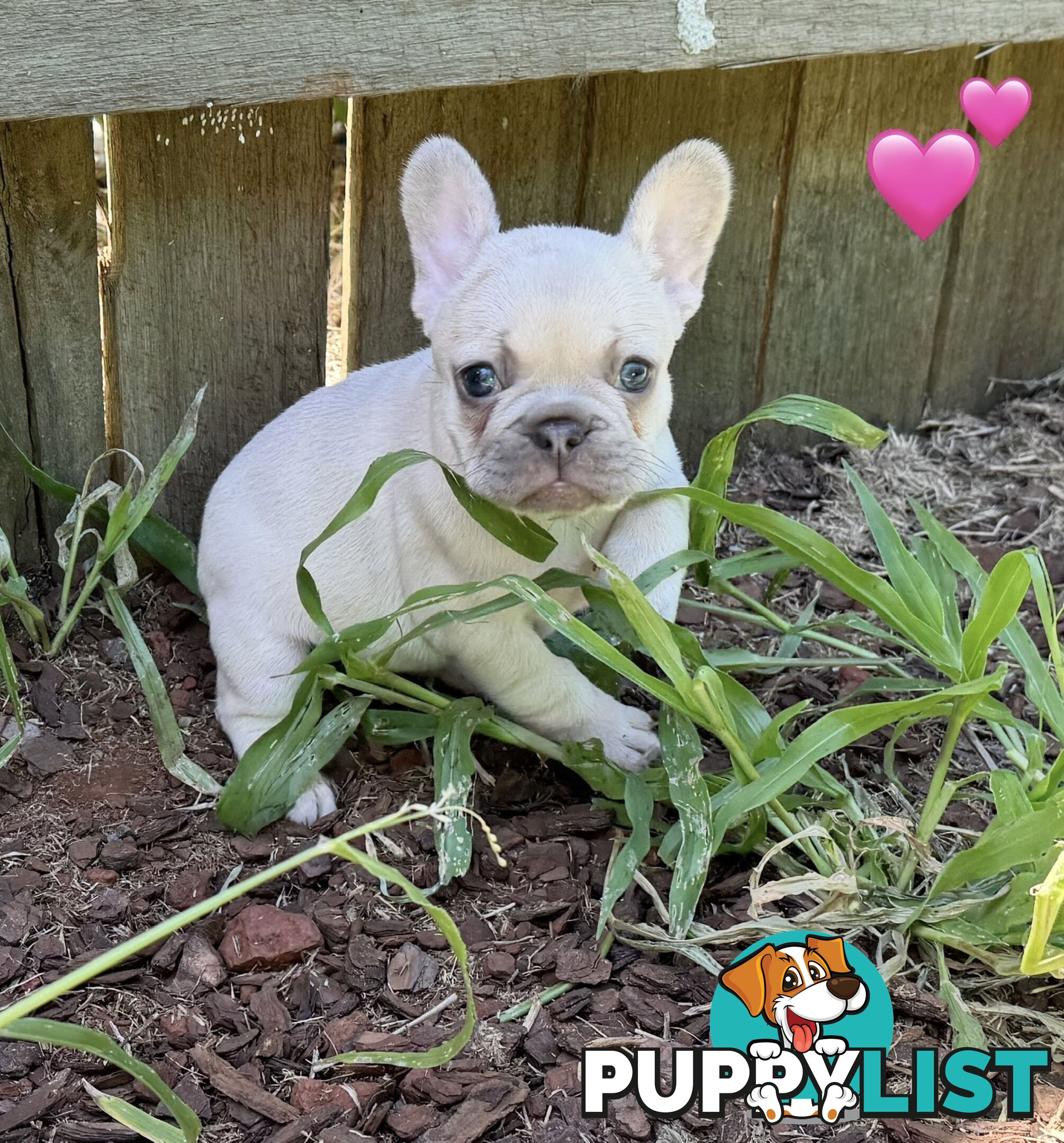 Pure bred French Bulldog puppies