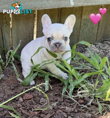 Pure bred French Bulldog puppies