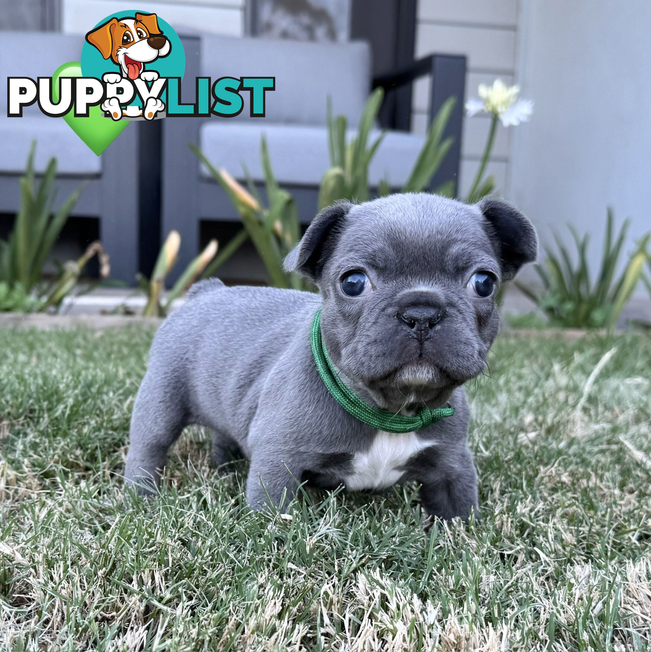 Pure bred French Bulldog puppies