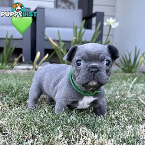 Pure bred French Bulldog puppies