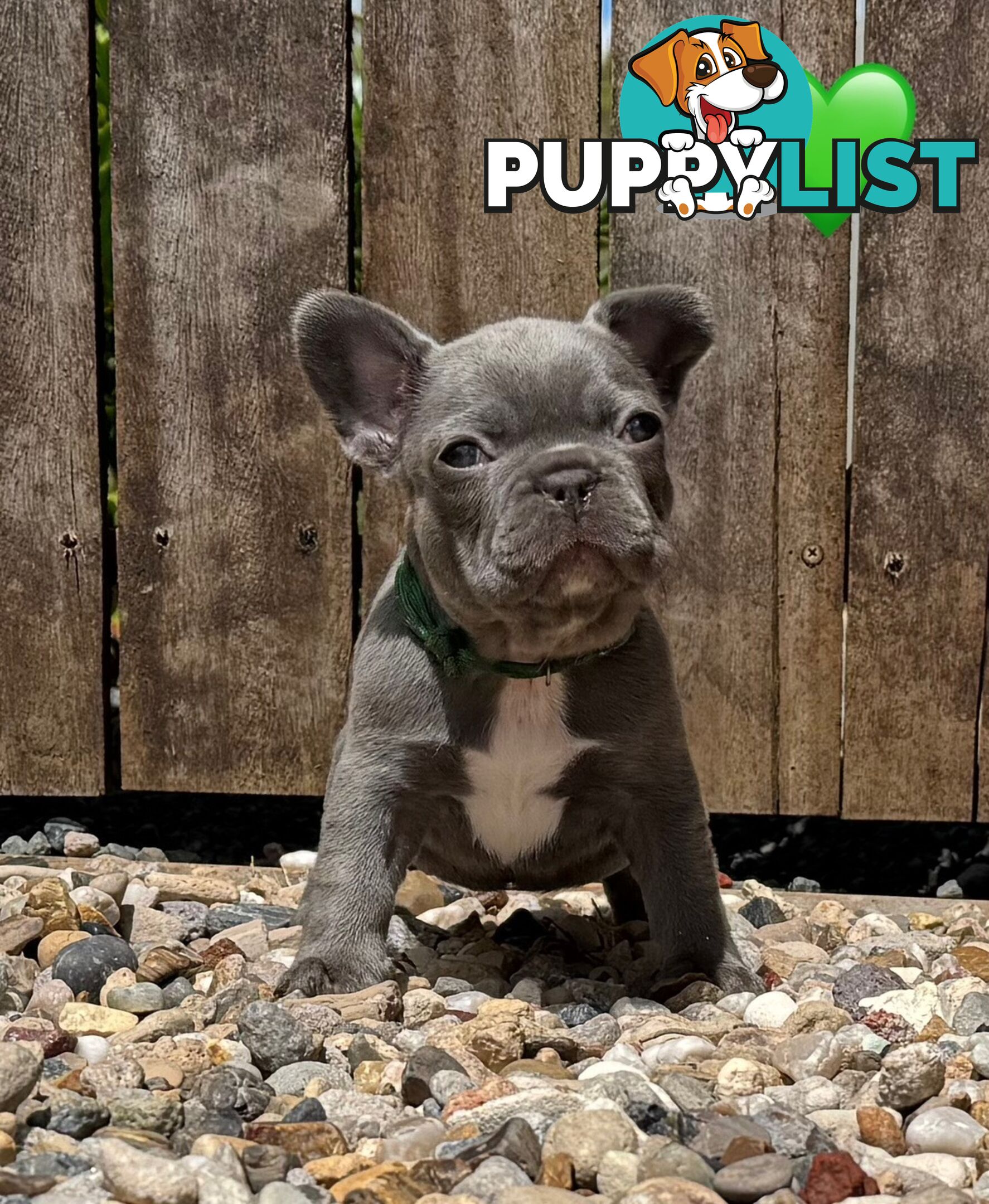 Pure bred French Bulldog puppies