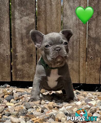 Pure bred French Bulldog puppies