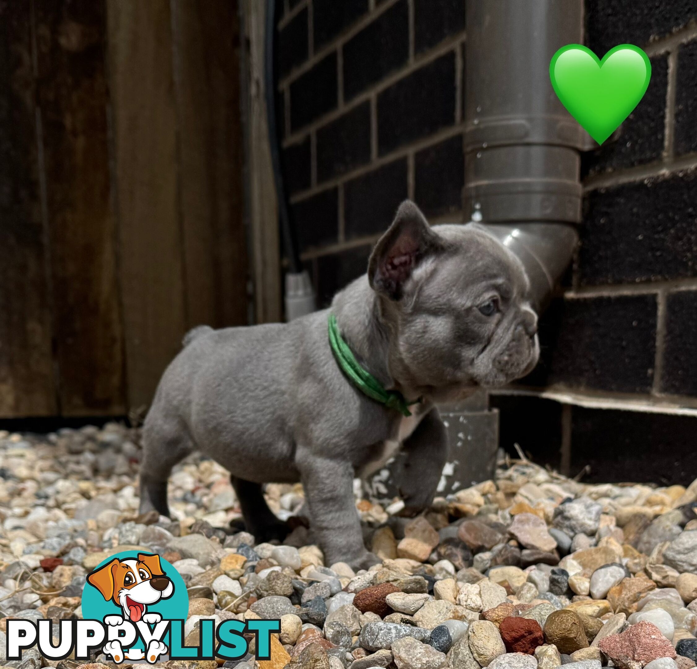 Pure bred French Bulldog puppies