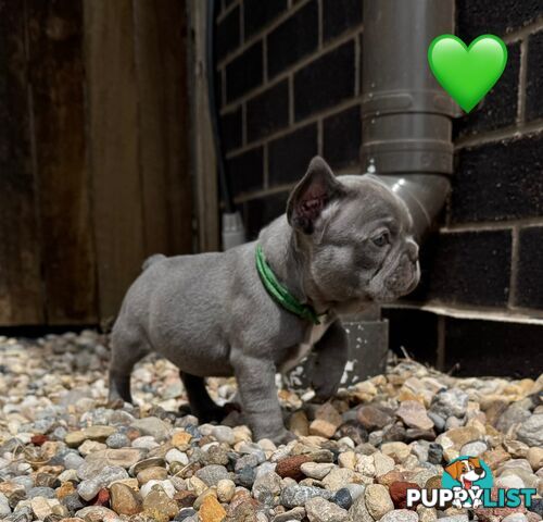 Pure bred French Bulldog puppies