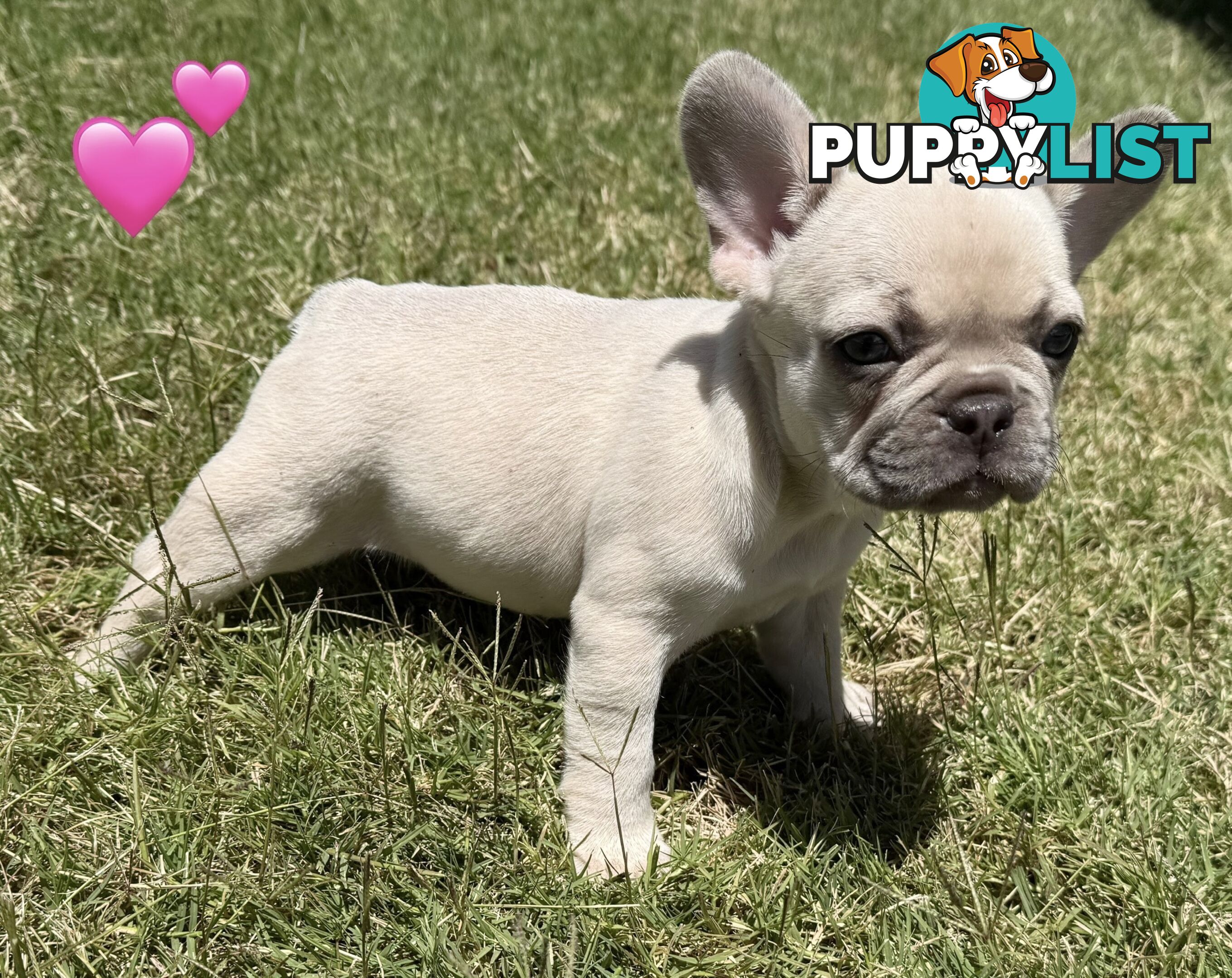 Pure bred French Bulldog puppies