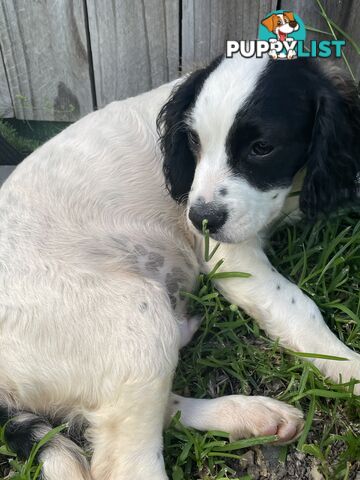 2x14 week old Cavoodle boys ready for there forever home!!!!!!