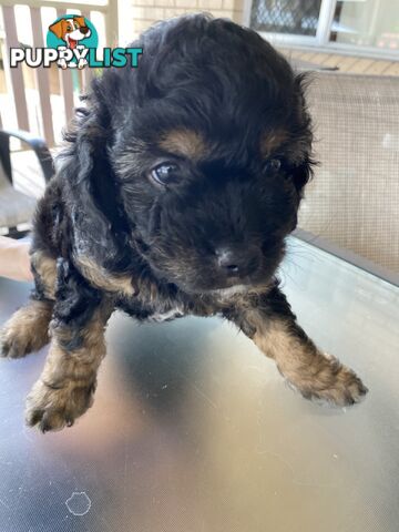 Cavoodle x puppies