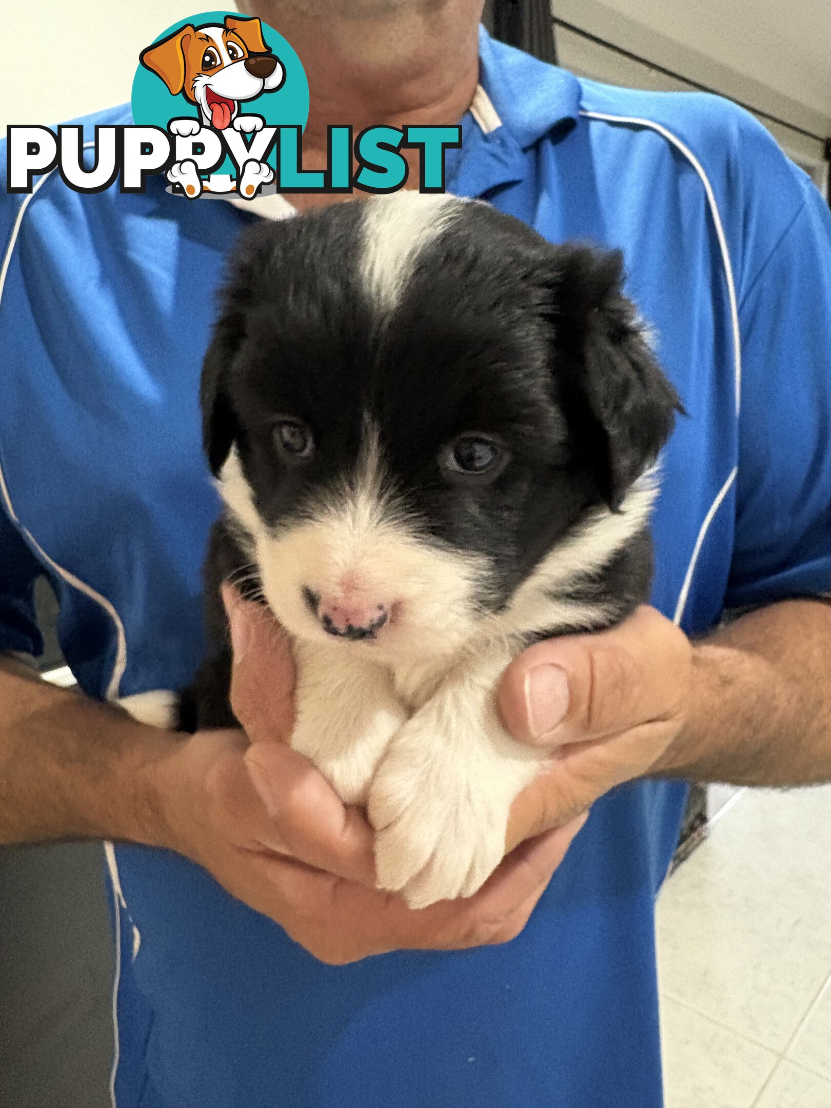 Purebred Border Collie Puppies looking for Foever Homes