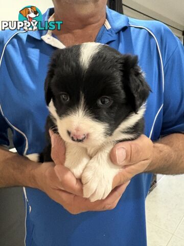 Purebred Border Collie Puppies looking for Foever Homes