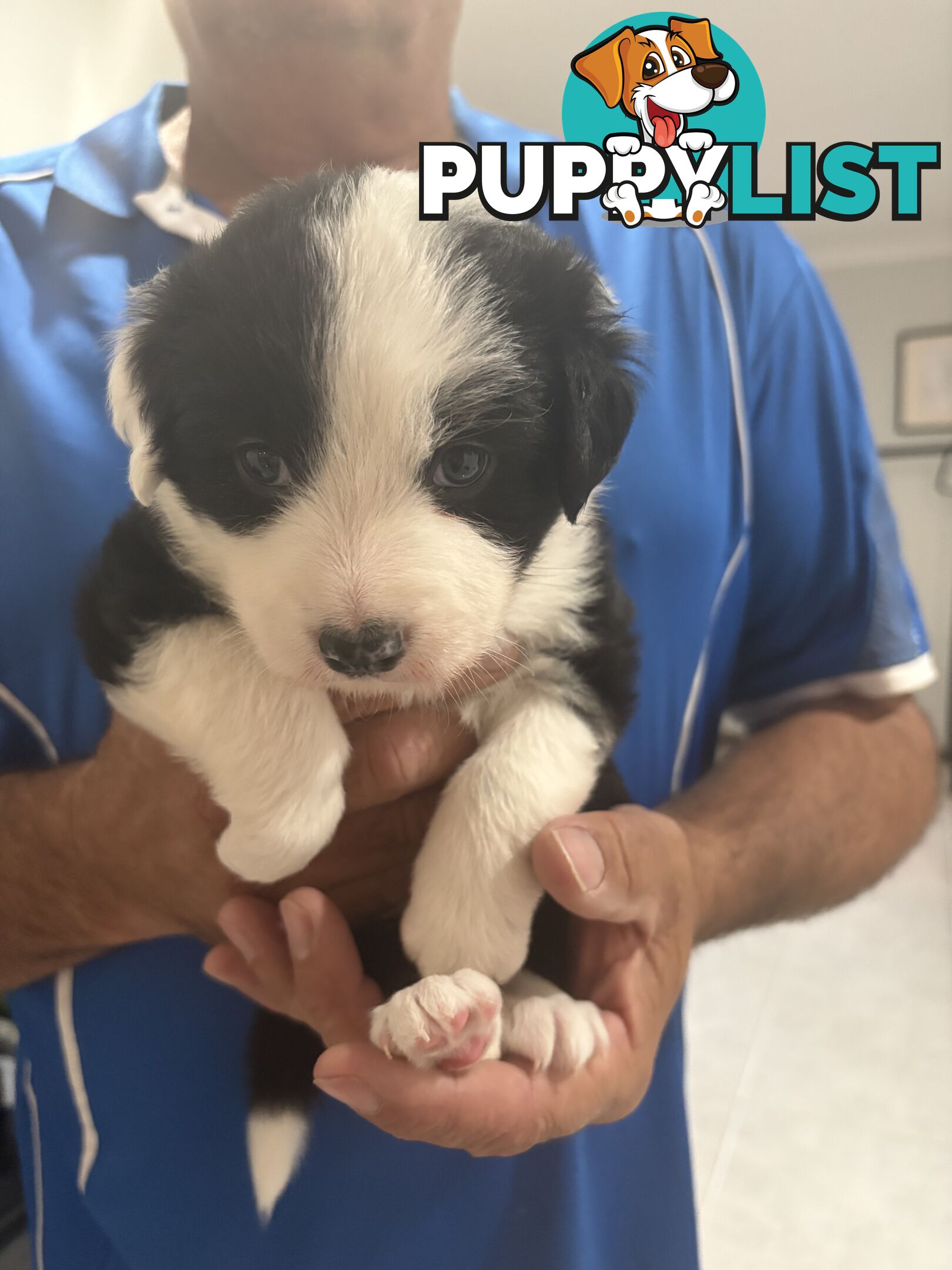 Purebred Border Collie Puppies looking for Foever Homes