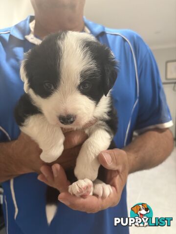 Purebred Border Collie Puppies looking for Foever Homes