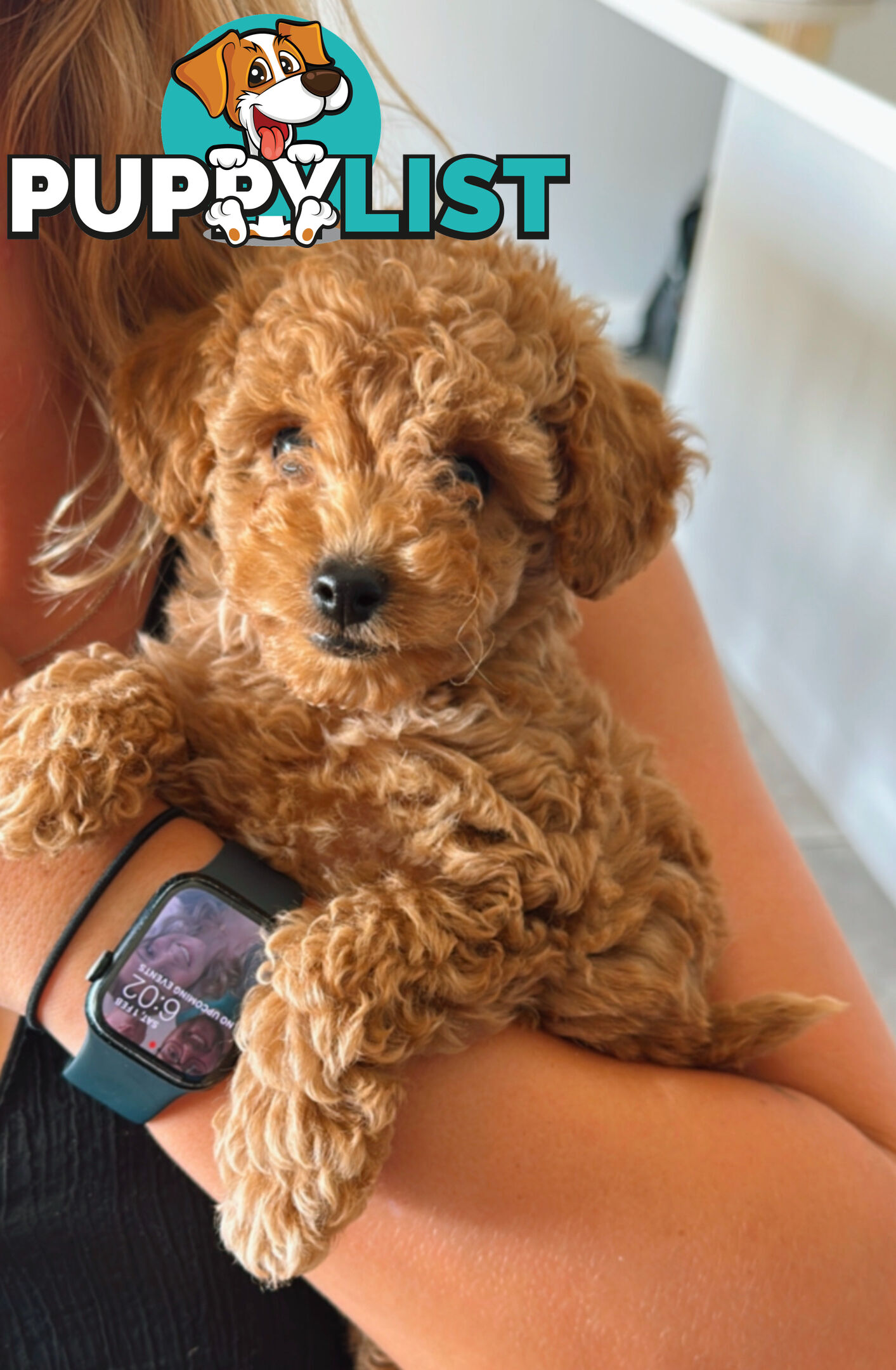 Pure Bred Toy Poodle