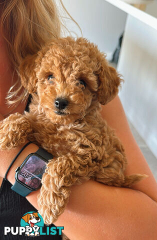 Pure Bred Toy Poodle