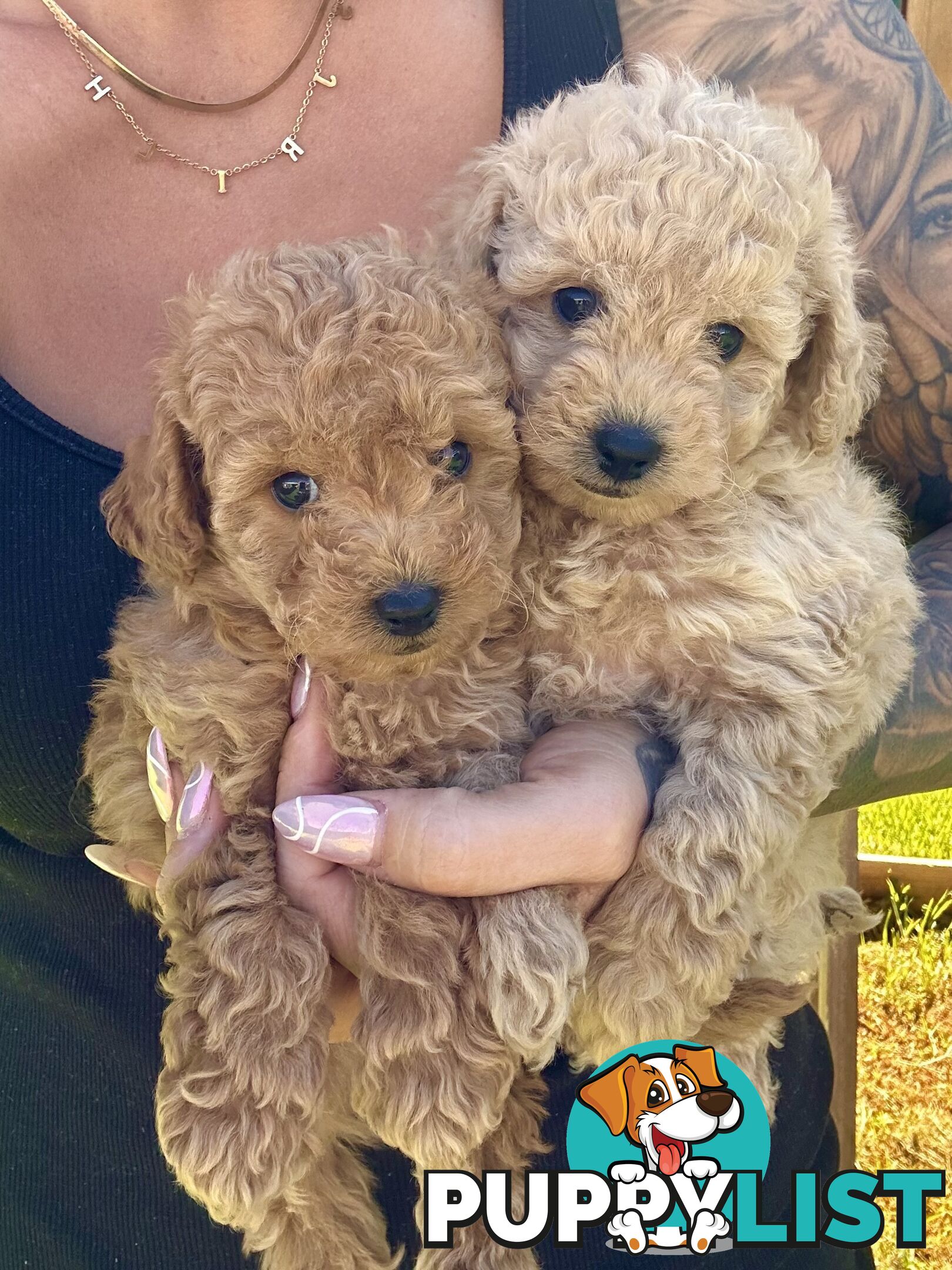 Pure Bred Toy Poodle