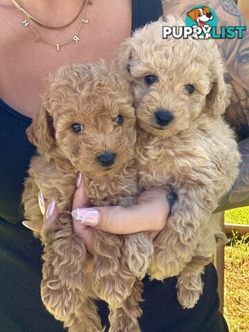 Pure Bred Toy Poodle