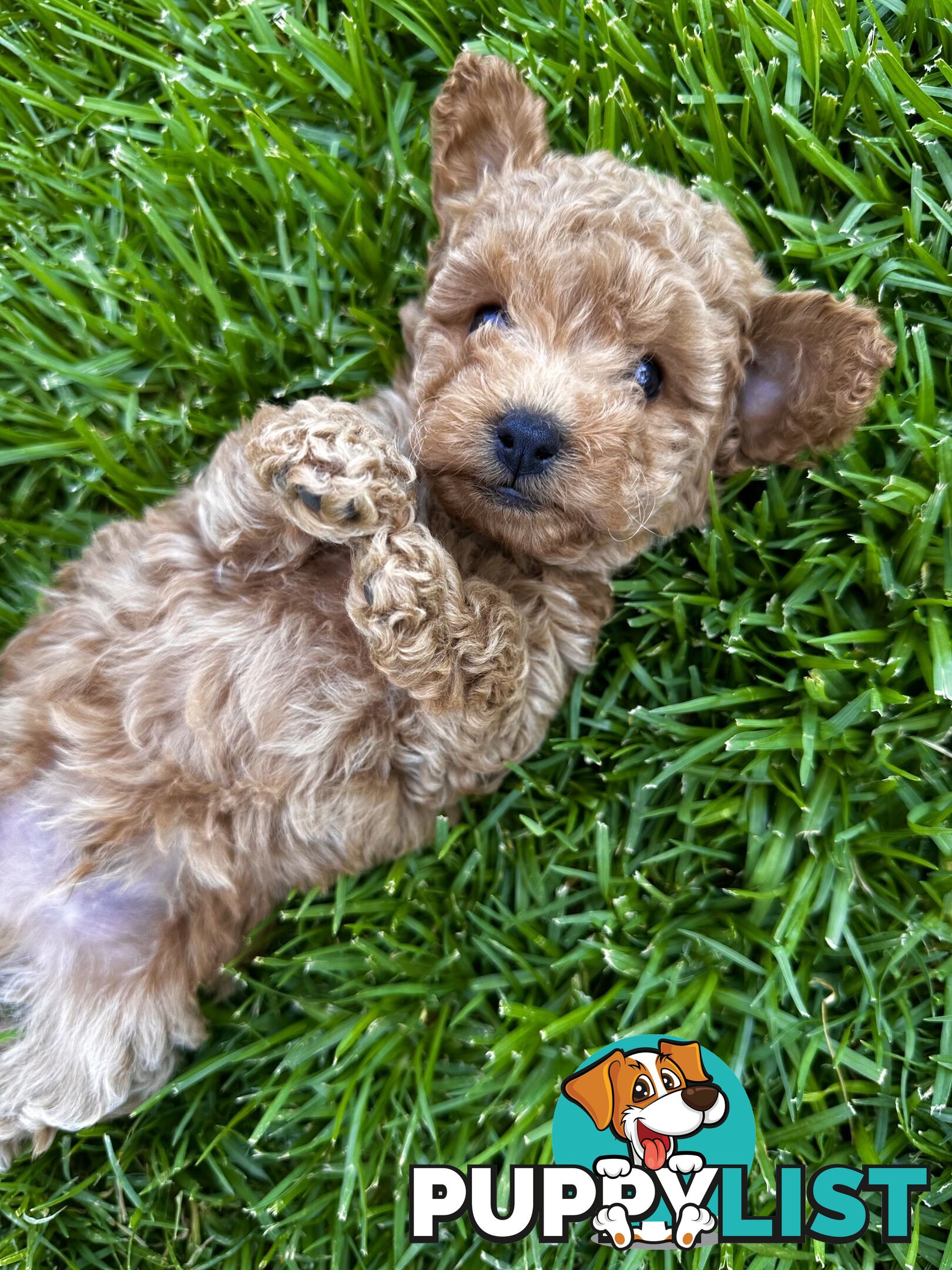 Pure Bred Toy Poodle