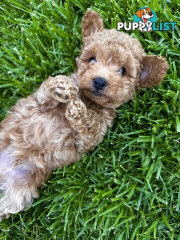 Pure Bred Toy Poodle