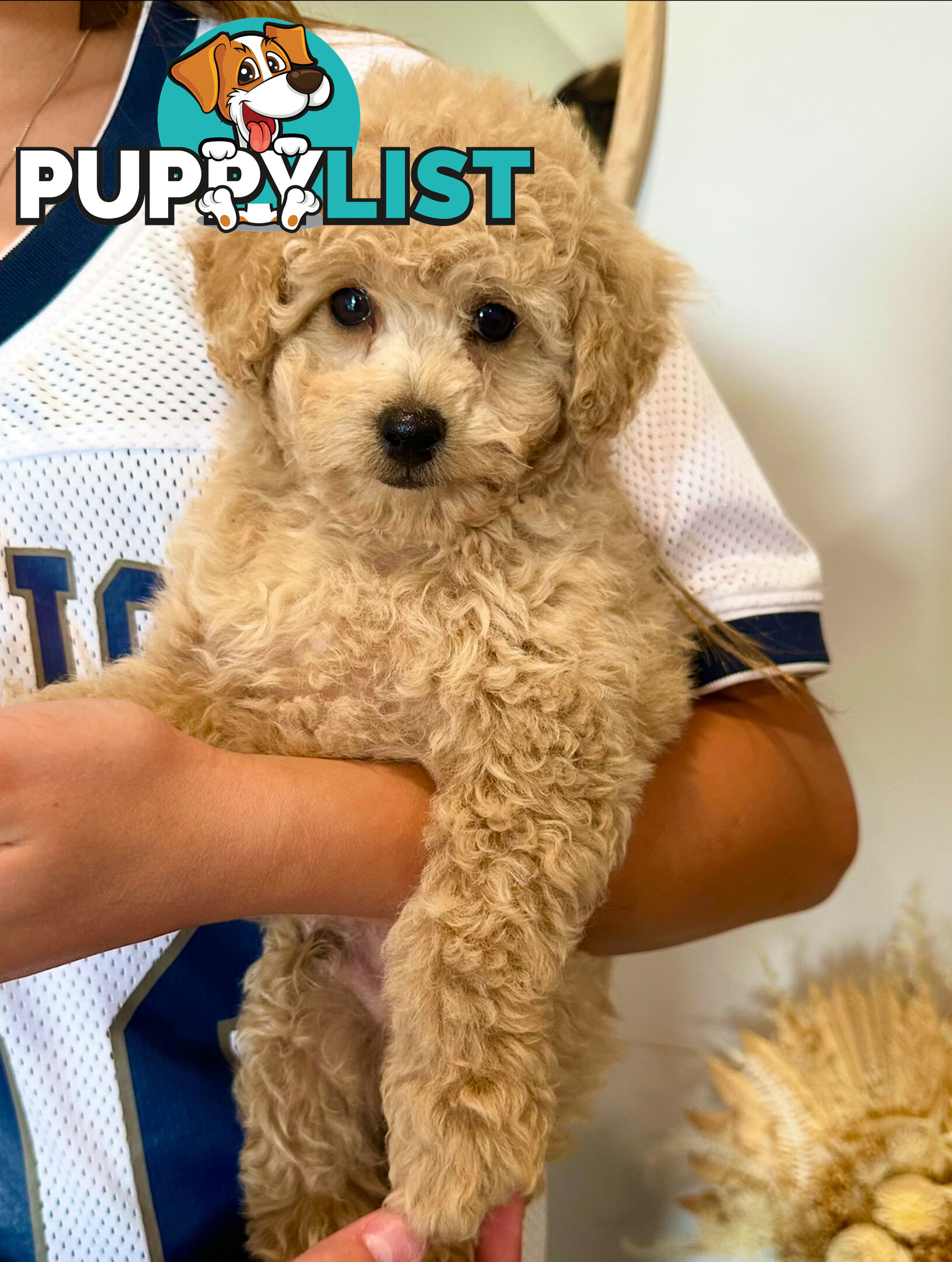 Pure Bred Toy Poodle