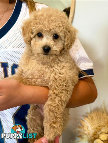 Pure Bred Toy Poodle