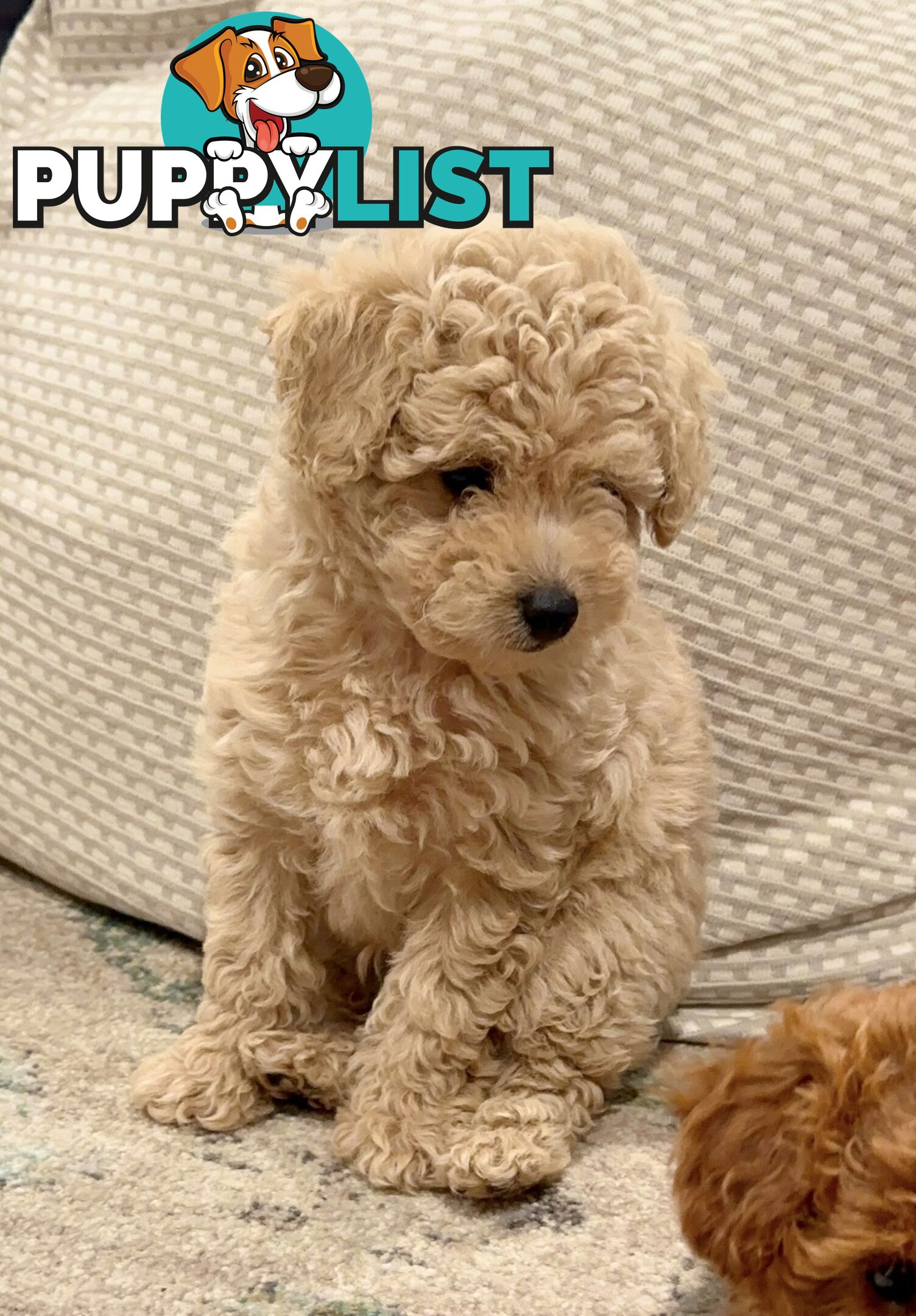 Pure Bred Toy Poodle