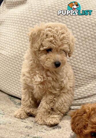 Pure Bred Toy Poodle