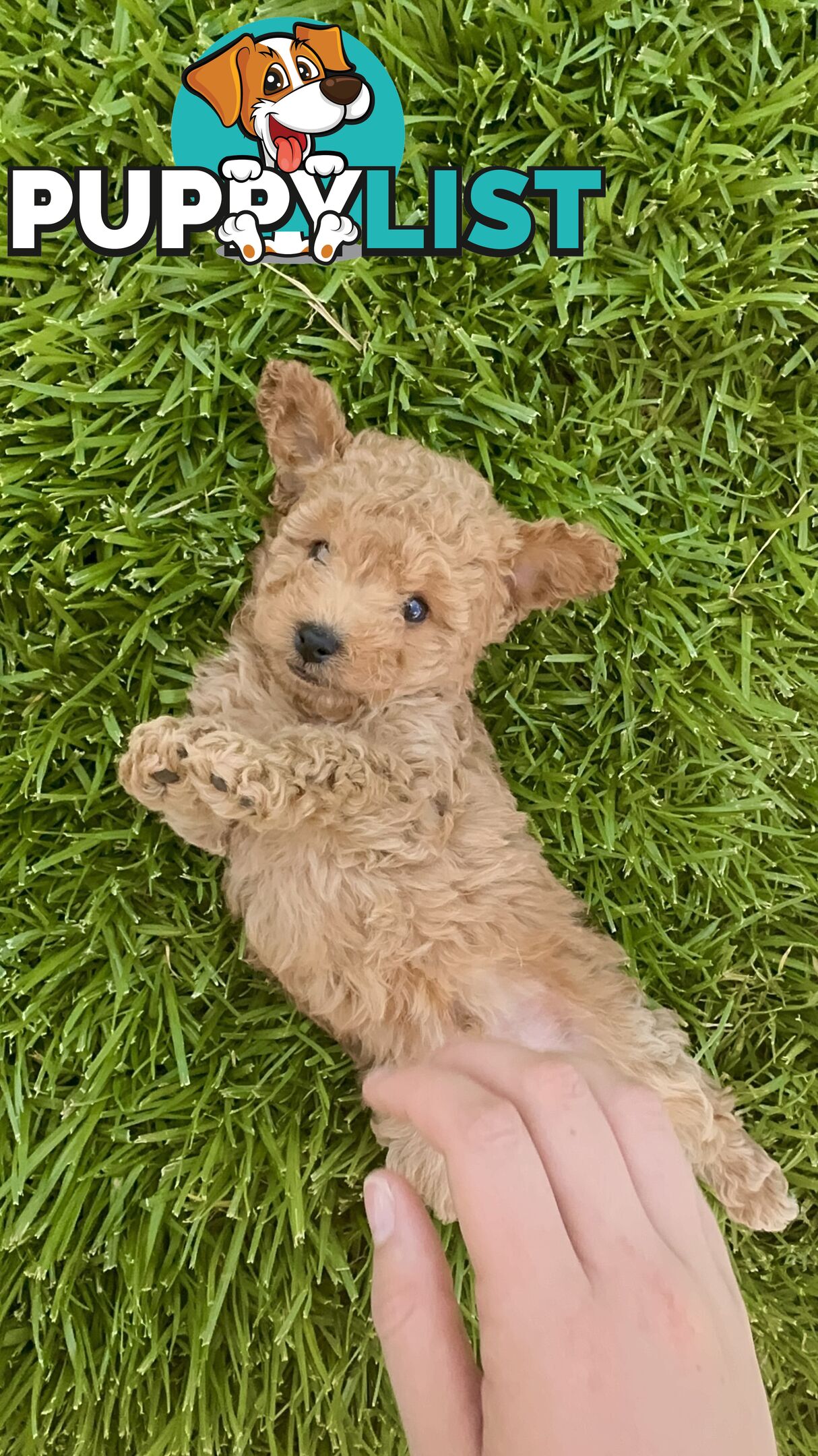 Pure Bred Toy Poodle