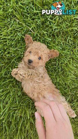 Pure Bred Toy Poodle