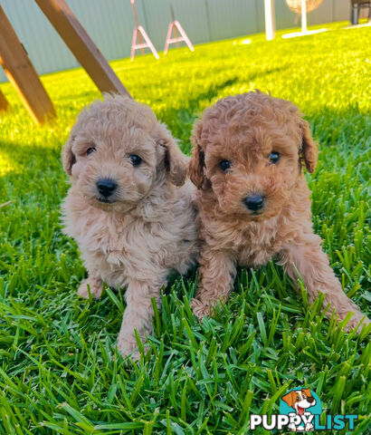 Pure Bred Toy Poodle