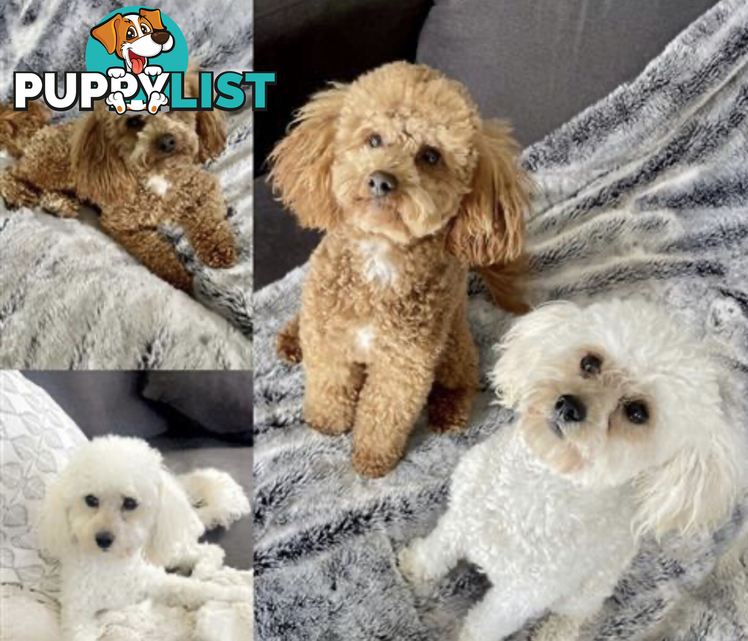 Pure Bred Toy Poodle