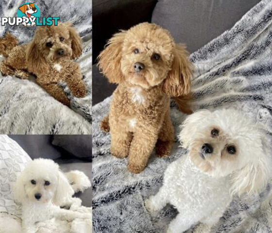 Pure Bred Toy Poodle