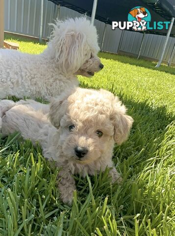 Pure Bred Toy Poodle